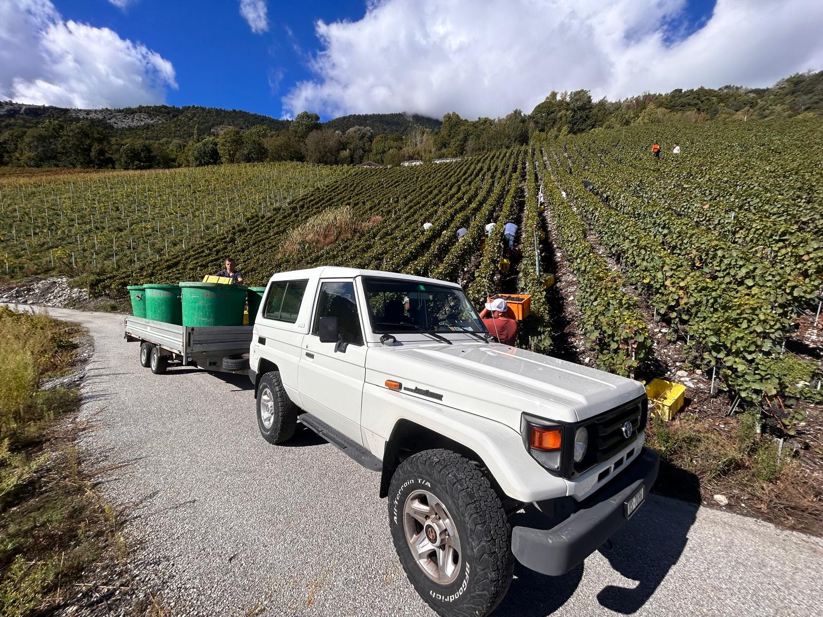 Vendanges 2024 en Valais : un millésime prometteur